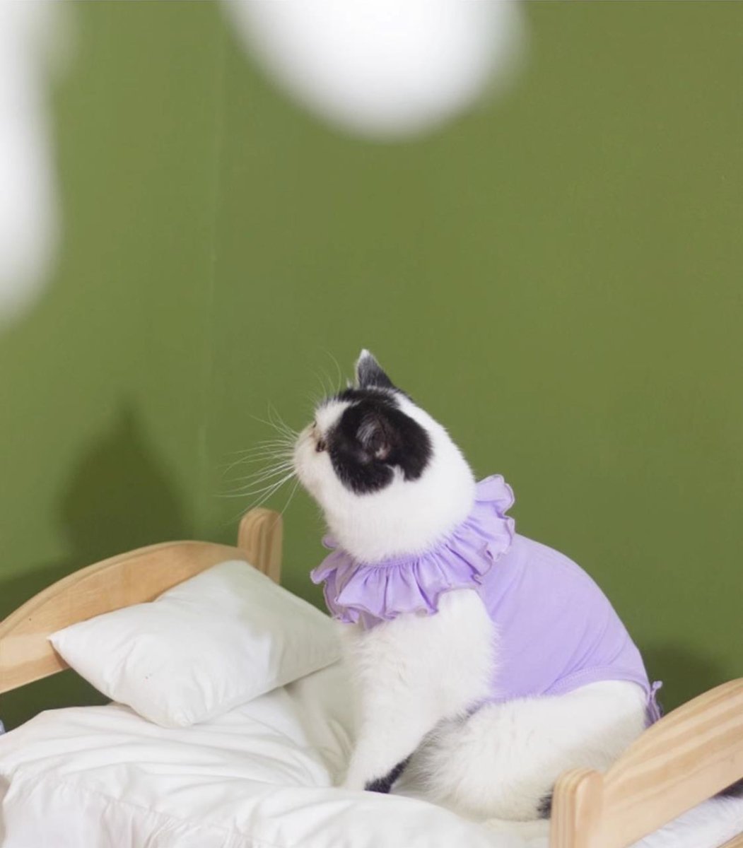 Breath Bounce Lavender Cat Recovery Suit - 0cm
