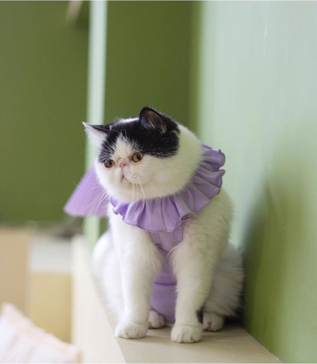 Breath Bounce Lavender Cat Recovery Suit - 0cm