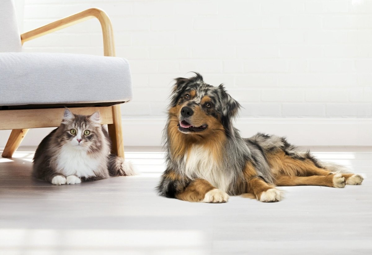 Pets