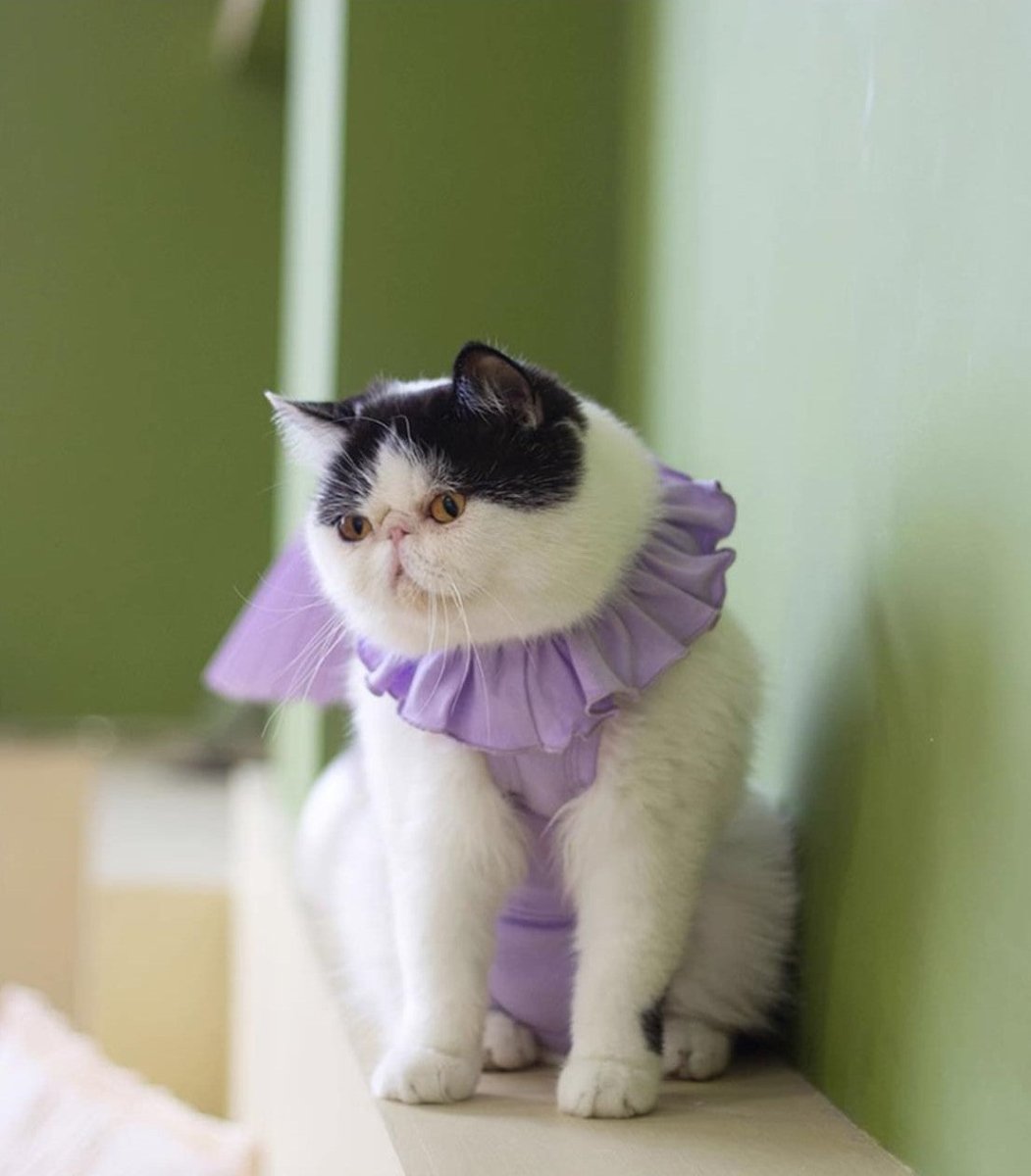 Breathable Cat Recovery Suit with Ruffle Collar