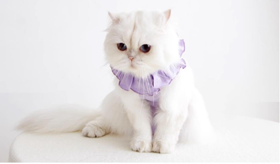 Breathable Cat Recovery Suit with Ruffle Collar