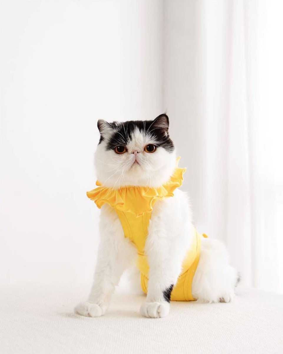 Breathable Cat Recovery Suit with Ruffle Collar