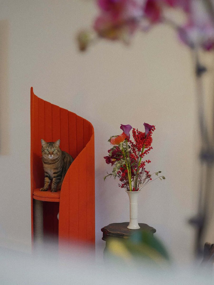 Elegant Cat Tower of Time Tree - 0cm