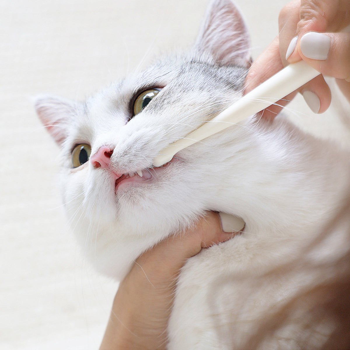 Small 7 - Head Soft Bristle Pet Toothbrush for Cats & Small Dogs