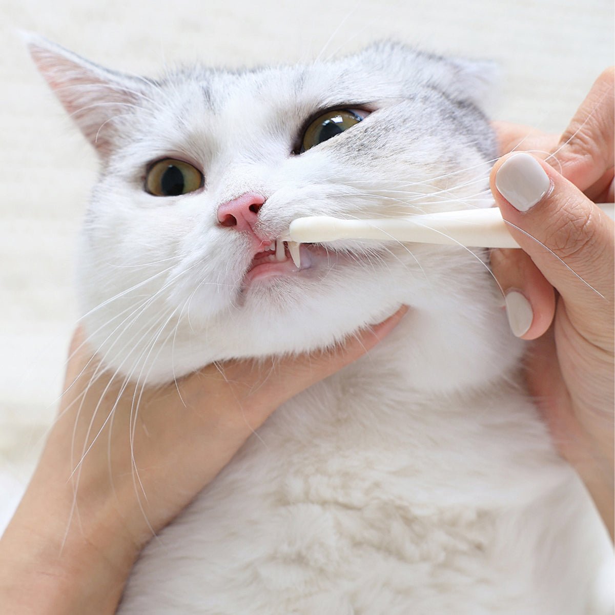 Small 7 - Head Soft Bristle Pet Toothbrush for Cats & Small Dogs