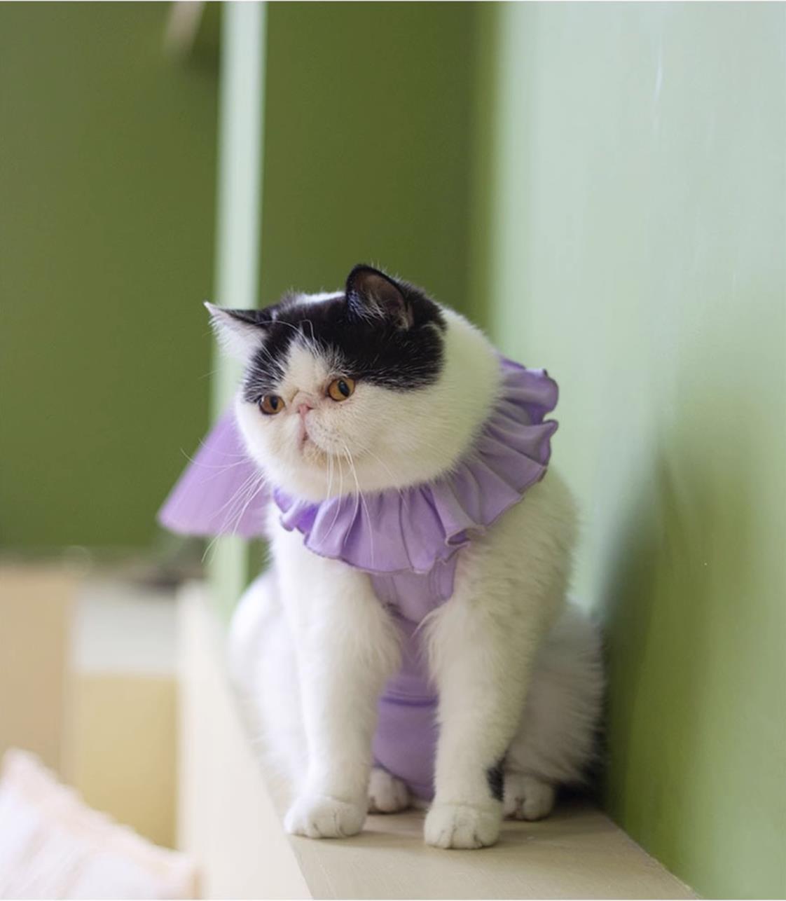 sweet cat recovery suit all lavender 1