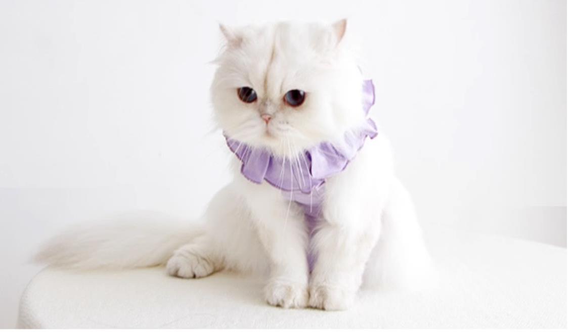 sweet cat recovery suit all lavender 5