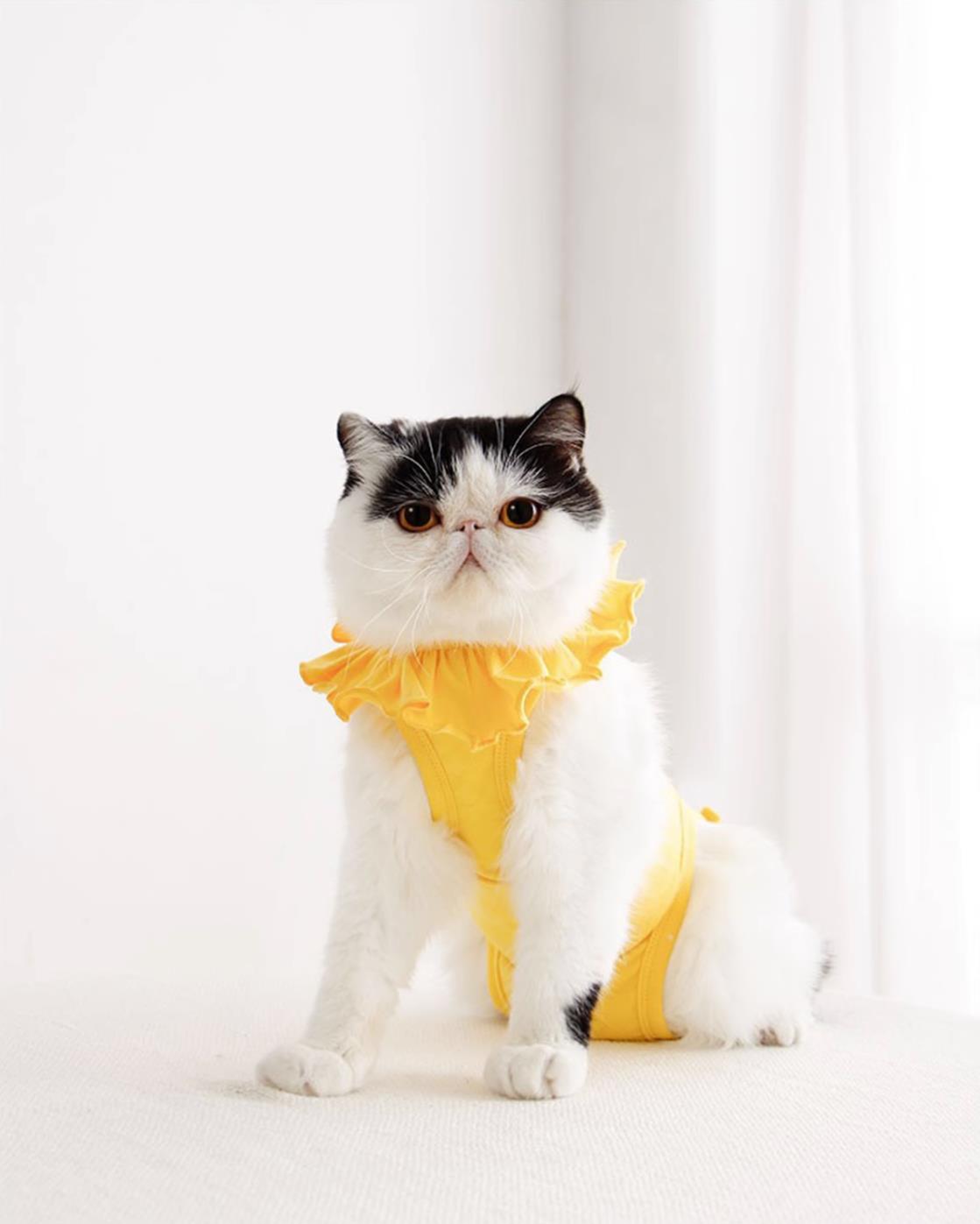 sweet-cat-recovery-suit_all_yellow_3.jpg