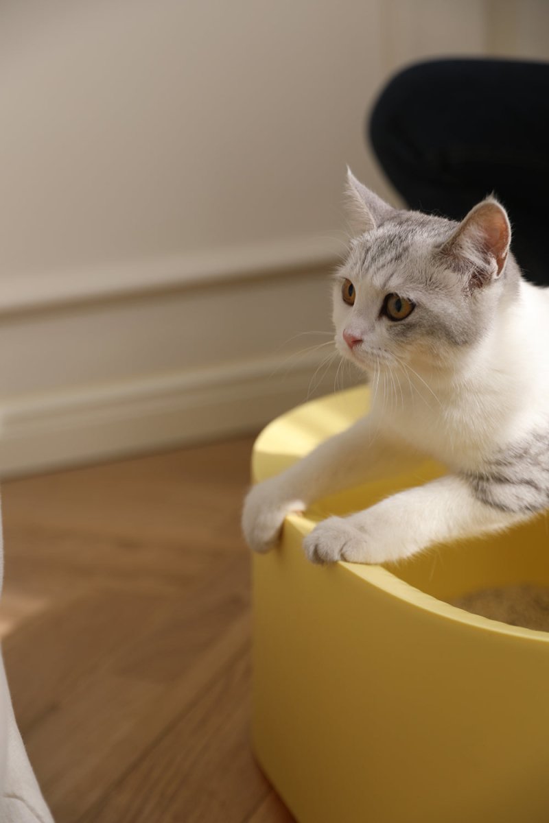Pudding Yellow Cat Litter Tray With Scoop - 0cm